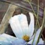 Hvid blomst