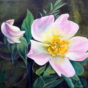 Æbleblomst