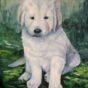 Hvid hund